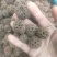 路路通干货路路通中药材量大从优欢迎选购