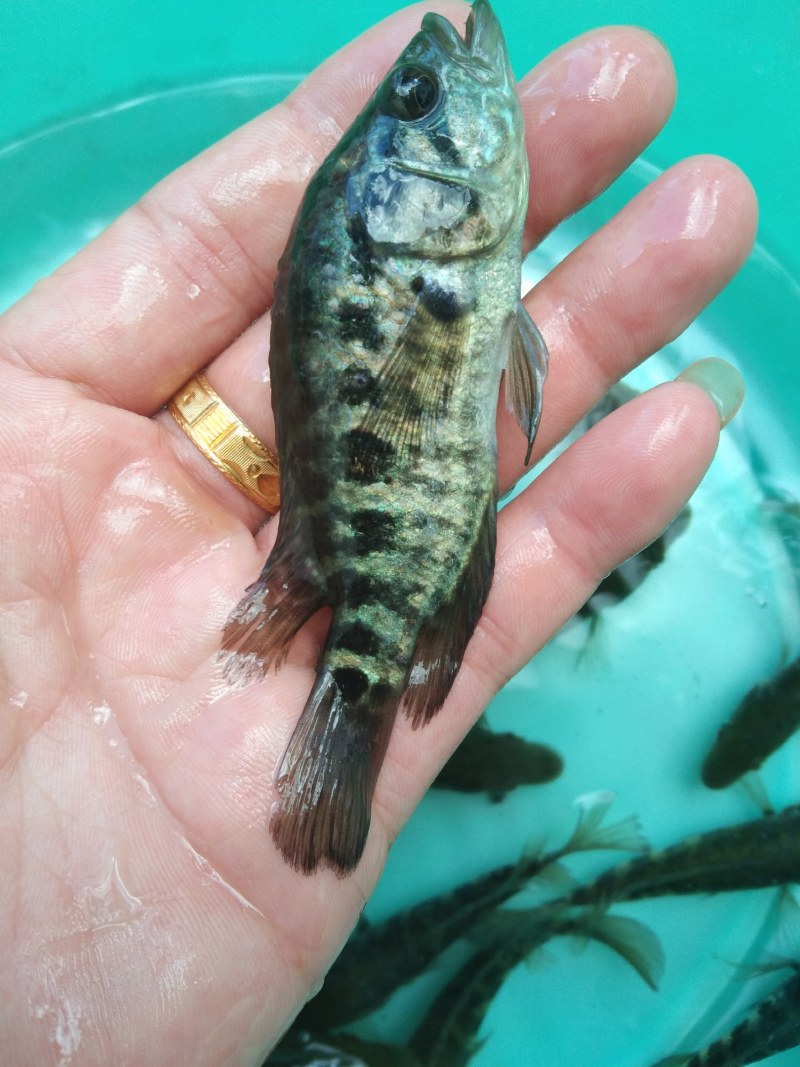 淡水石斑鱼苗，技术支持，源头直供。