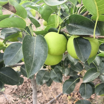 新鲜翠玉梨