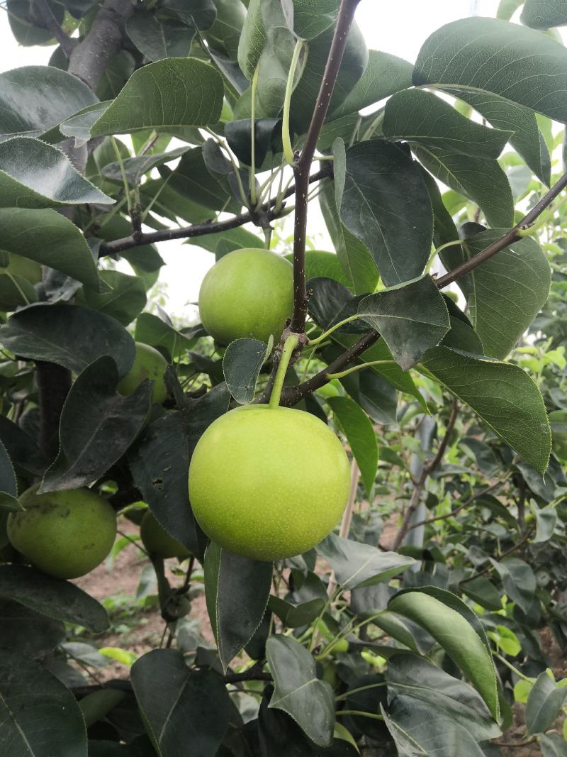 新鲜翠玉梨