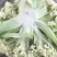 【花菜】甘肃定西松花菜基地直供对接全国市场电商商超