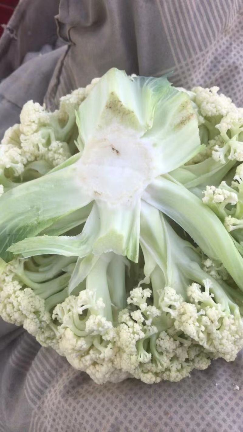 【花菜】甘肃定西松花菜基地直供对接全国市场电商商超