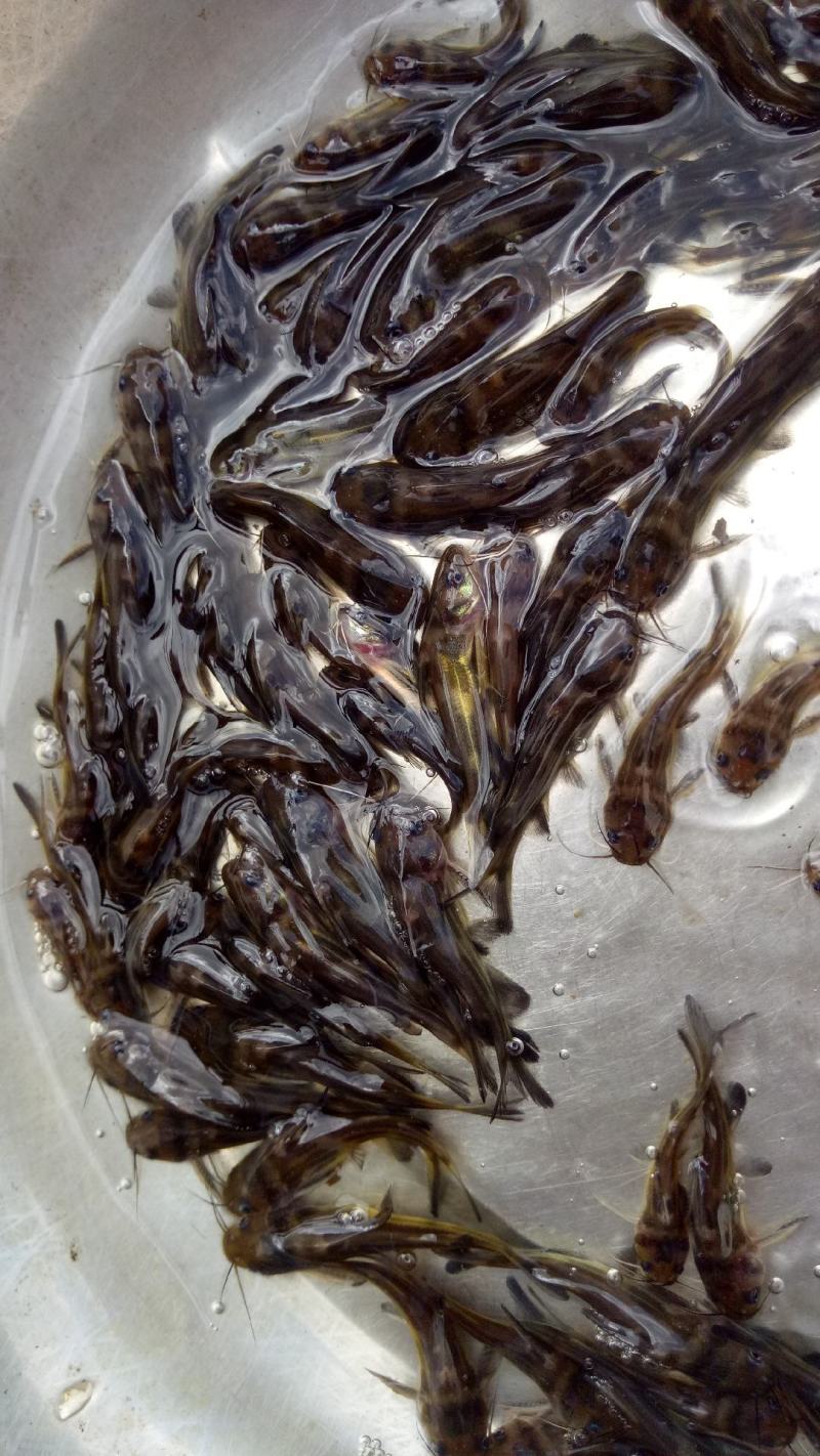 黄骨鱼苗