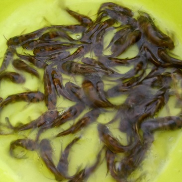 黄骨鱼苗