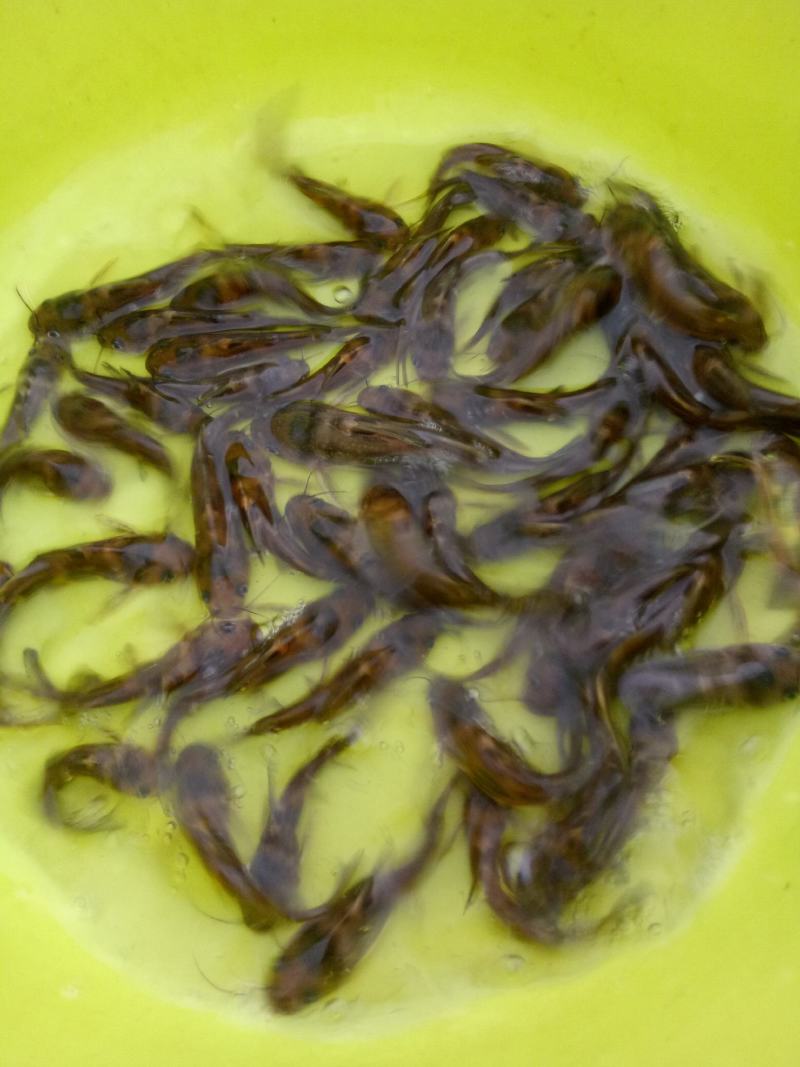 黄骨鱼苗