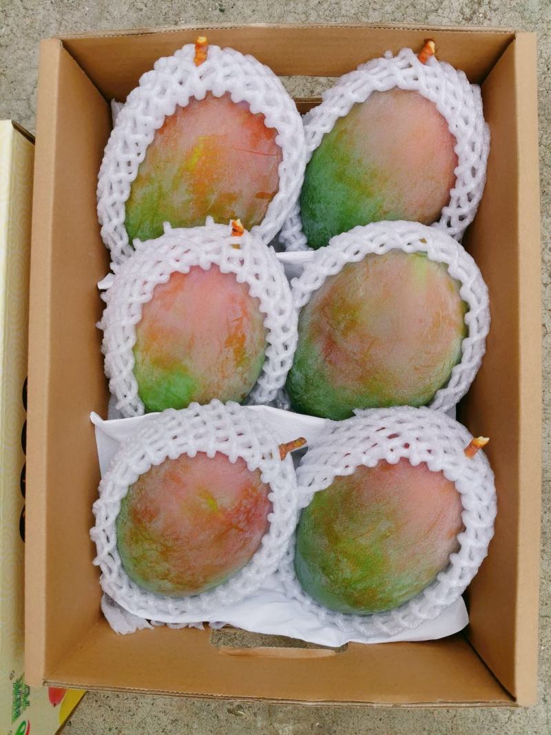 攀枝花凯特芒果10年芒果供应链全网一件代发