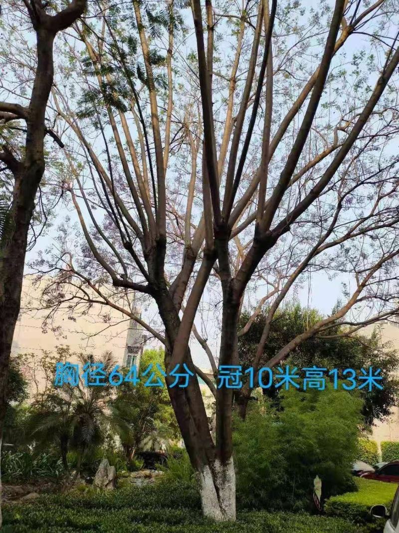 攀枝花~精品~蓝花楹