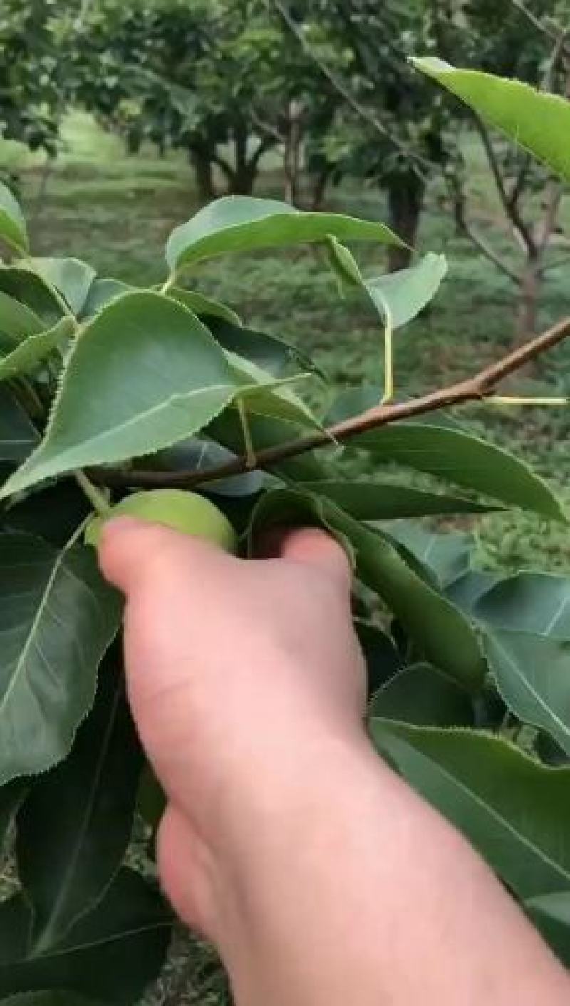 酥脆可口，饱满多汁的早酥梨成熟了，已经上市了