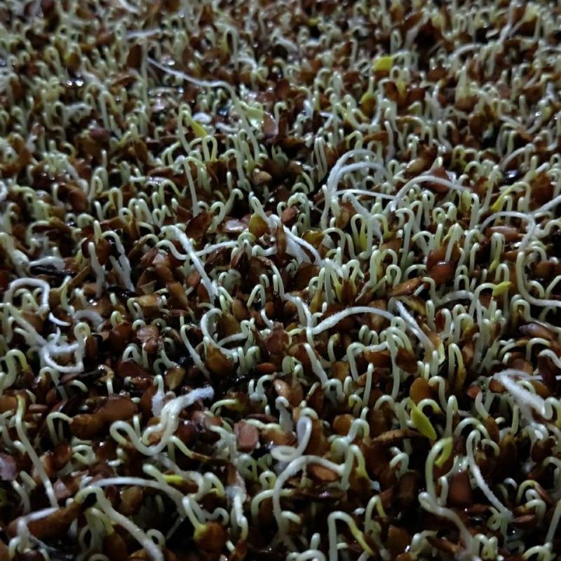 红油香椿种子速生香椿红香椿树种籽四季易种红叶香春芽菜蔬菜