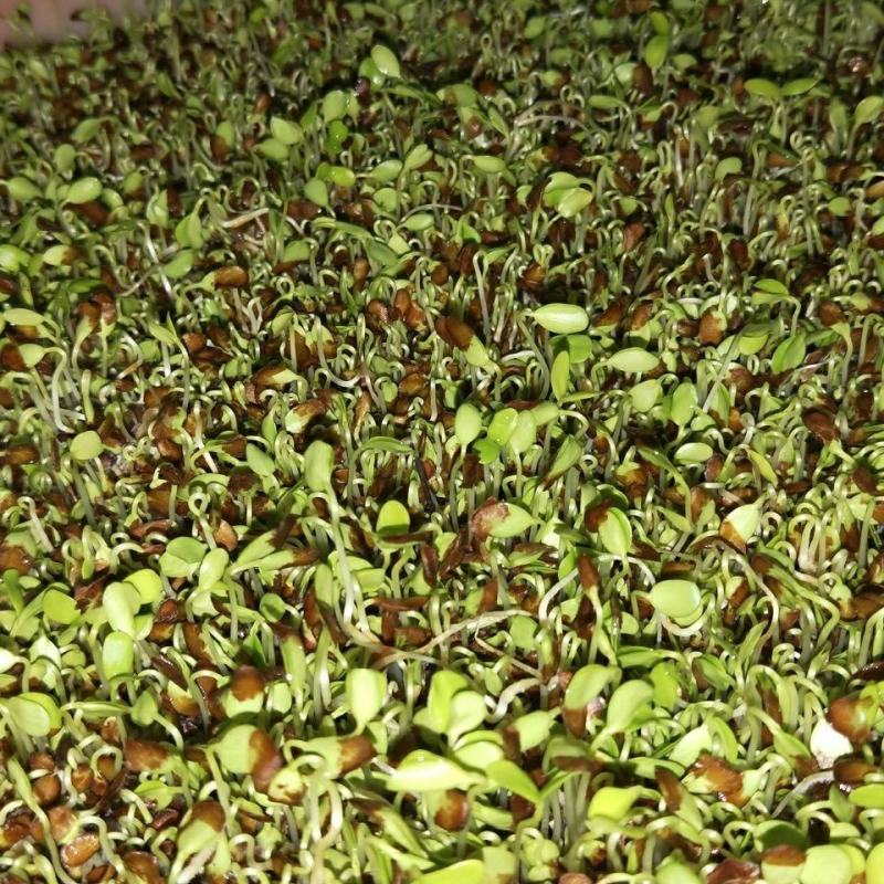 红油香椿种子速生香椿红香椿树种籽四季易种红叶香春芽菜蔬菜