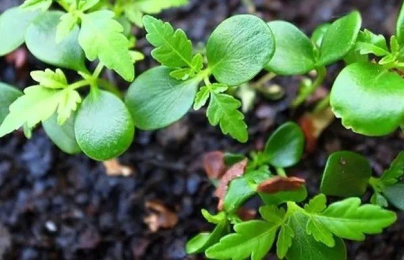 红油香椿种子速生香椿红香椿树种籽四季易种红叶香春芽菜蔬菜