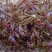 红油香椿种子速生香椿红香椿树种籽四季易种红叶香春芽菜蔬菜