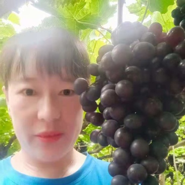 乐亭玫瑰香葡萄，货源充足，质量好，口感甜，一亩田联系我