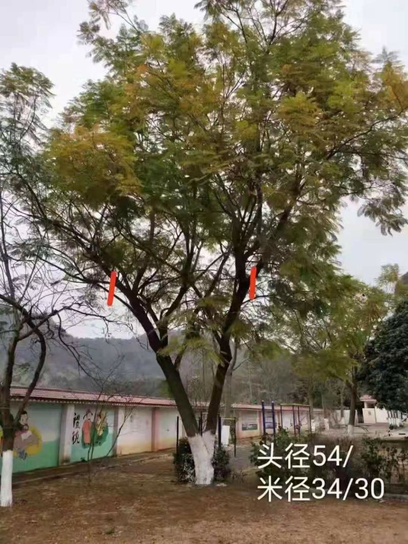 攀枝花~精品~低分枝蓝花楹