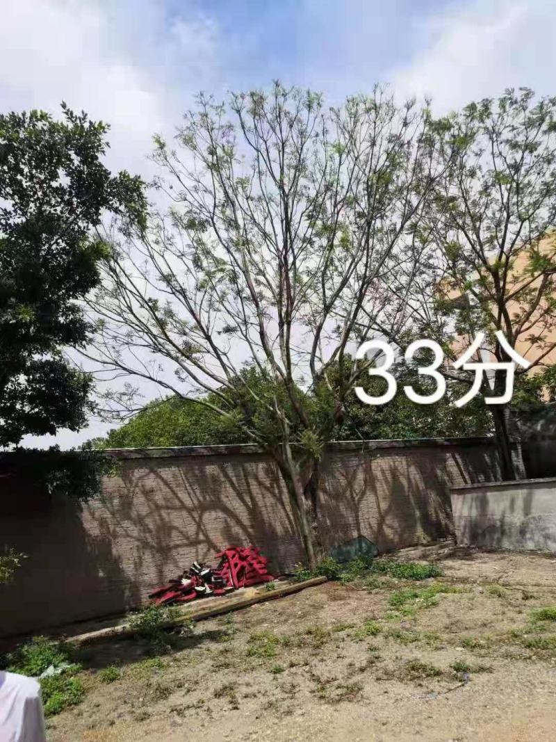 攀枝花~精品~低分枝蓝花楹