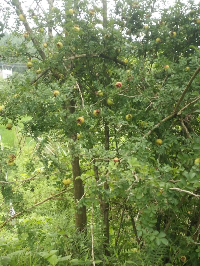 纯野生刺梨