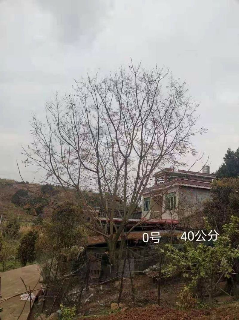 攀枝花~精品~低分枝蓝花楹