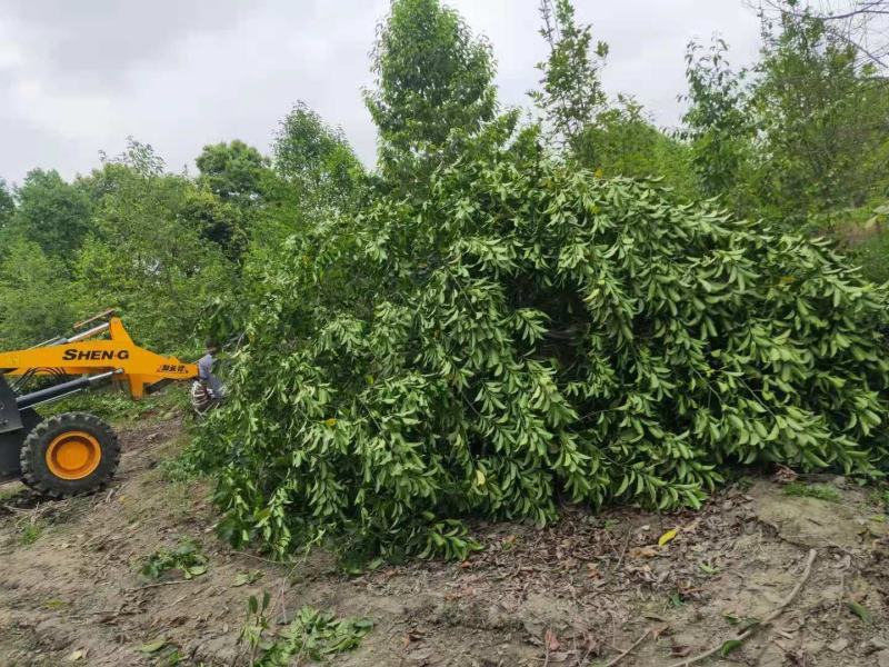 乐昌含笑价格成都乐昌含笑基地苗木供应乐昌含笑地价出