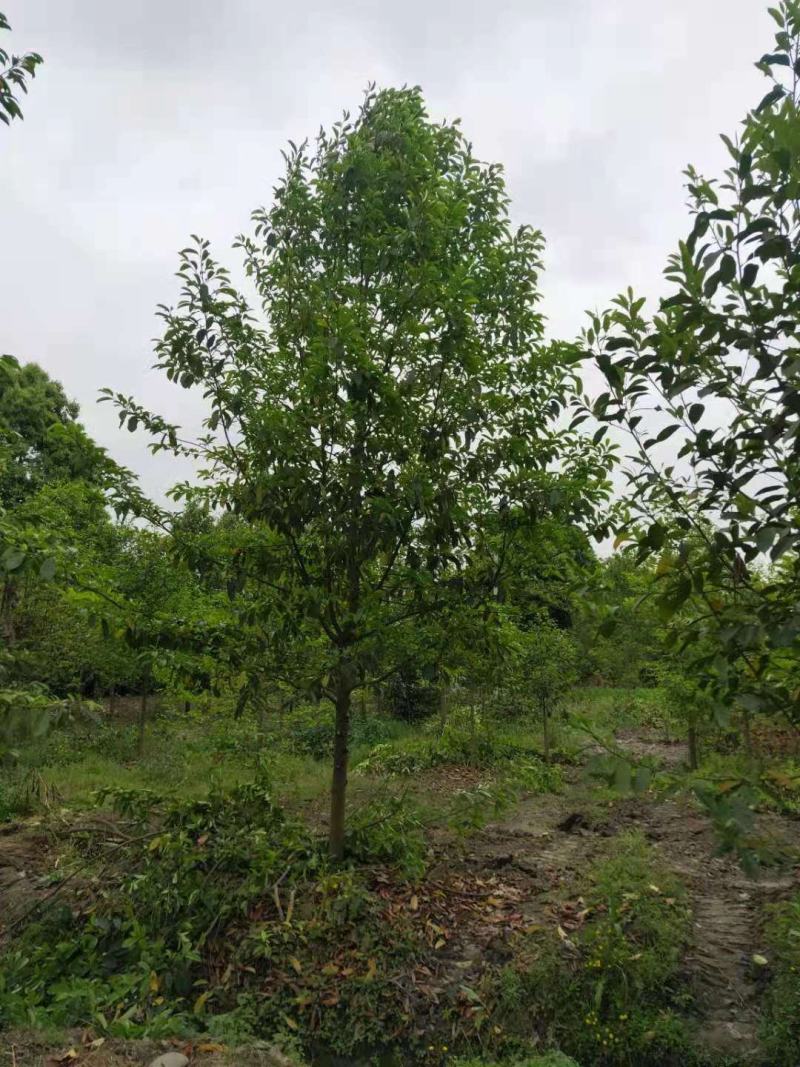 乐昌含笑价格成都乐昌含笑基地苗木供应乐昌含笑地价出