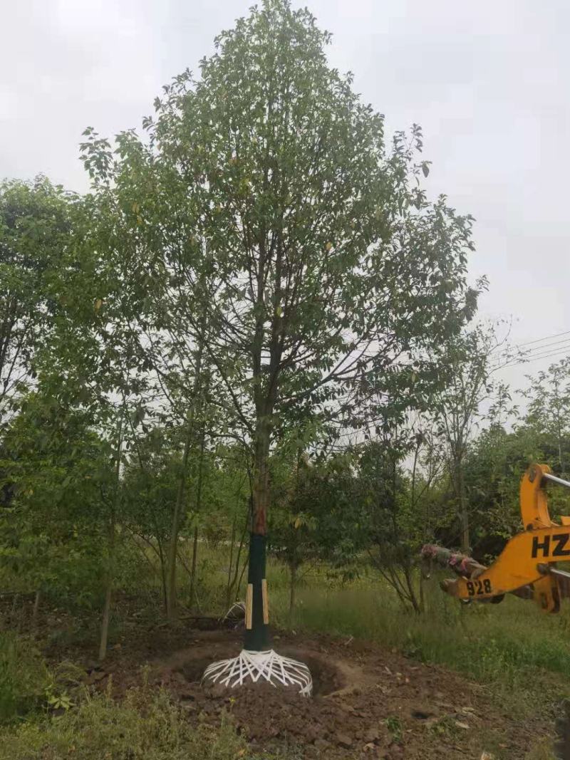 乐昌含笑价格成都乐昌含笑基地苗木供应乐昌含笑地价出