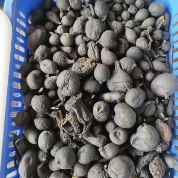 地乌金丝线吊金钟