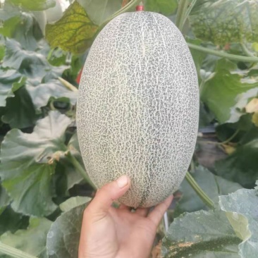 西周密瓜哈密瓜，大棚哈密瓜口感脆甜多汁！质量保证！