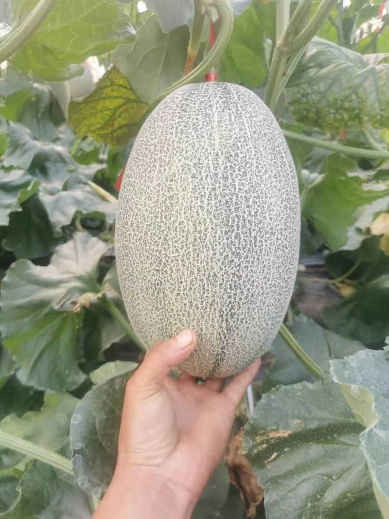 西周密瓜哈密瓜，大棚哈密瓜口感脆甜多汁！质量保证！