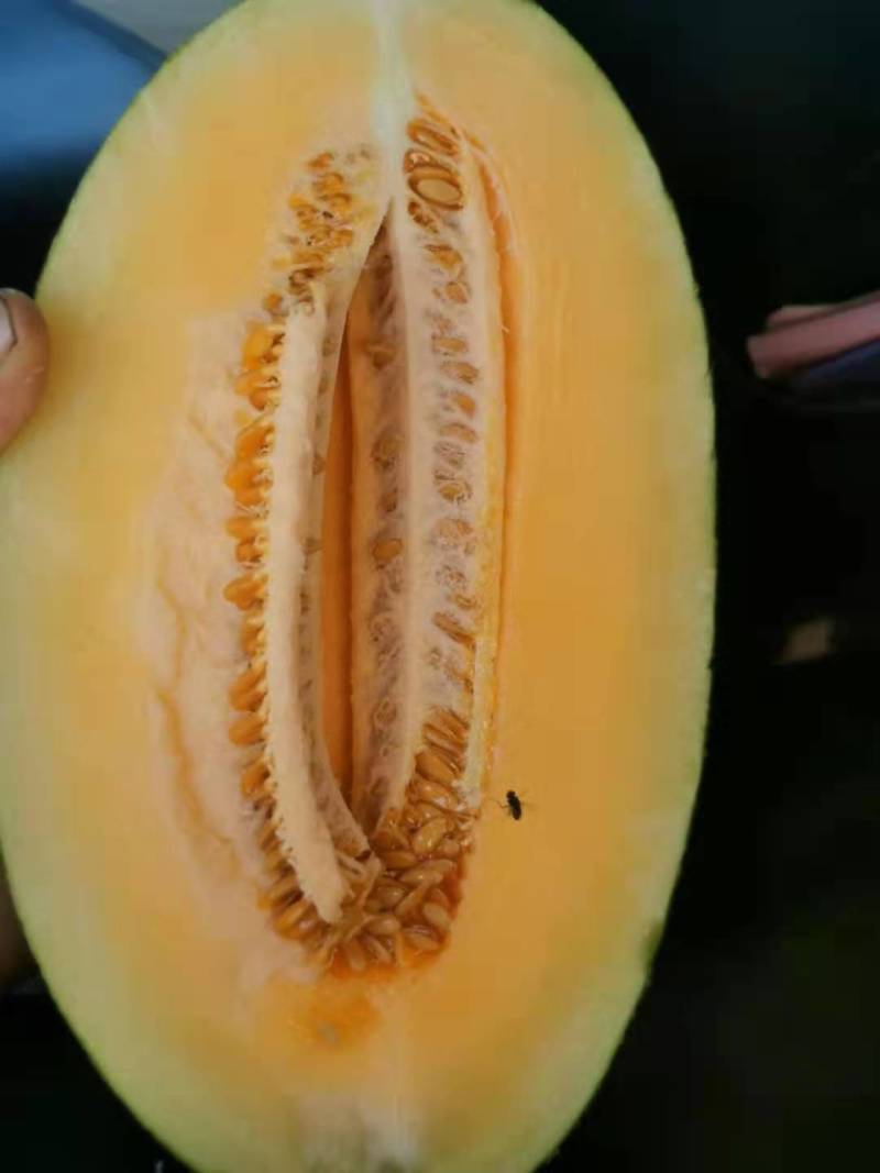 西周密瓜哈密瓜，大棚哈密瓜口感脆甜多汁！质量保证！