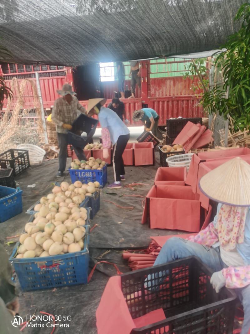 苹果芒，产地直发价格超低，供应超市，电商，批发商，赶大集
