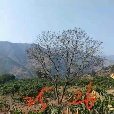 攀枝花~精品~丛生蓝花楹