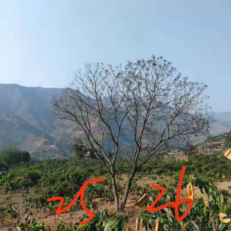 攀枝花~精品~丛生蓝花楹
