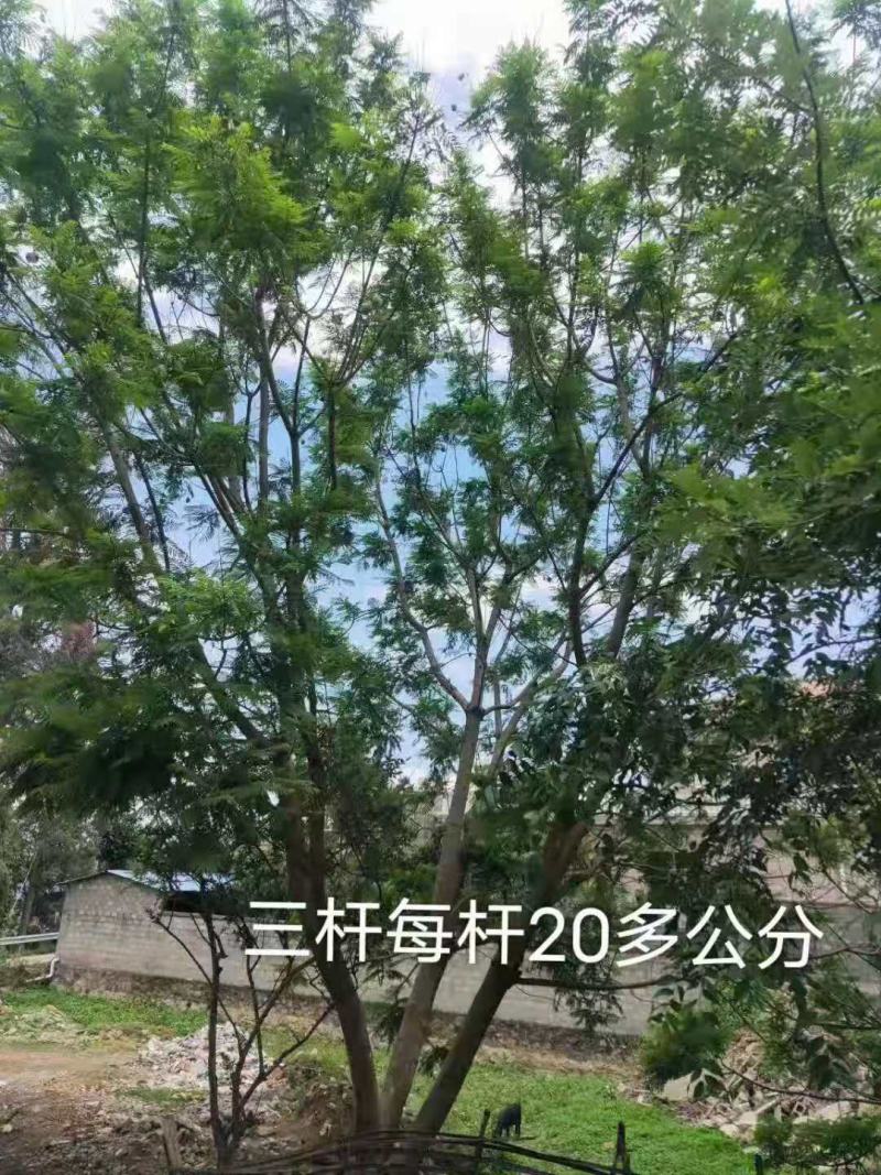 攀枝花~精品~丛生蓝花楹