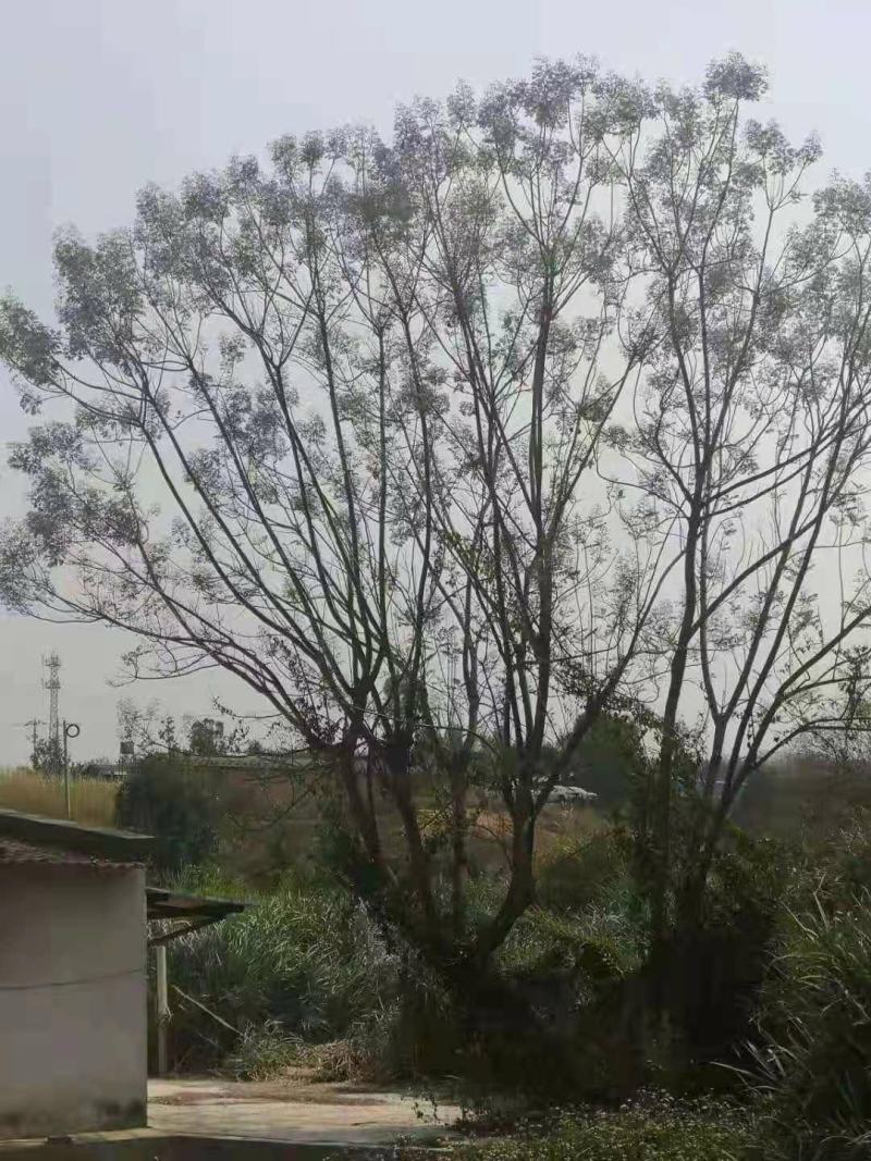攀枝花~精品~丛生蓝花楹