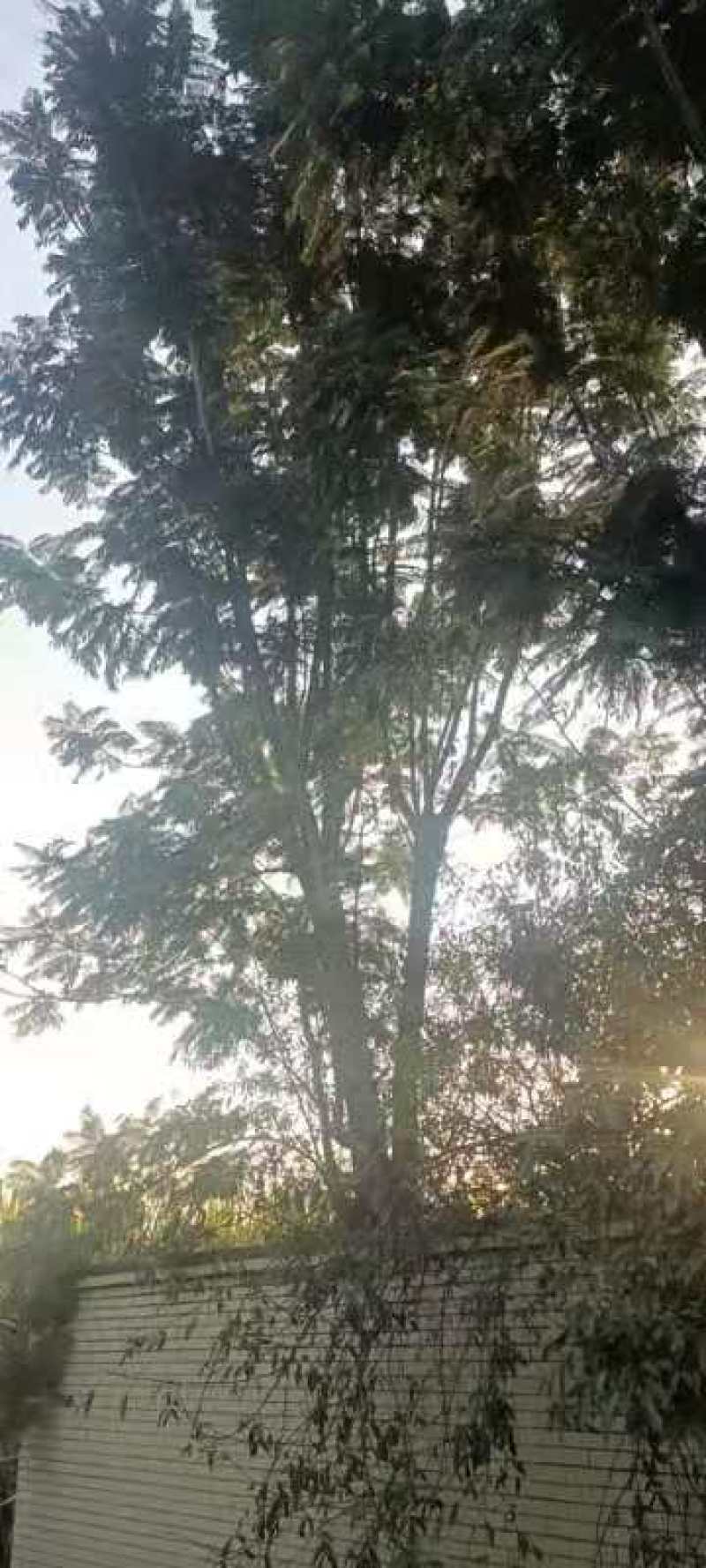 攀枝花~精品~蓝花楹