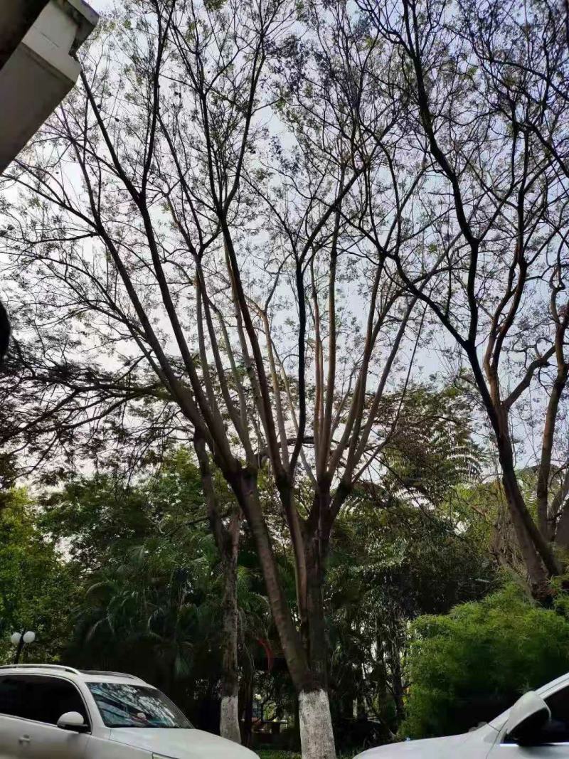 攀枝花~精品~蓝花楹