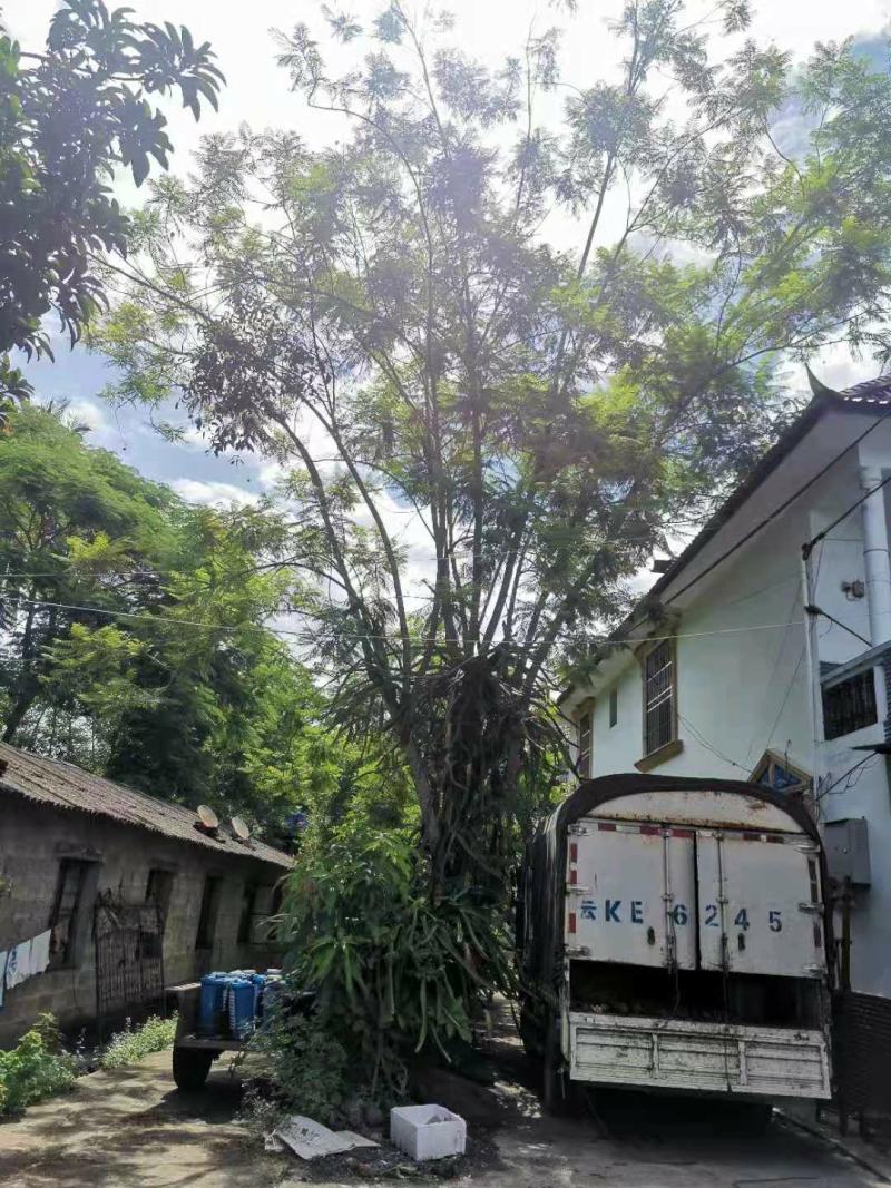 攀枝花~精品~蓝花楹