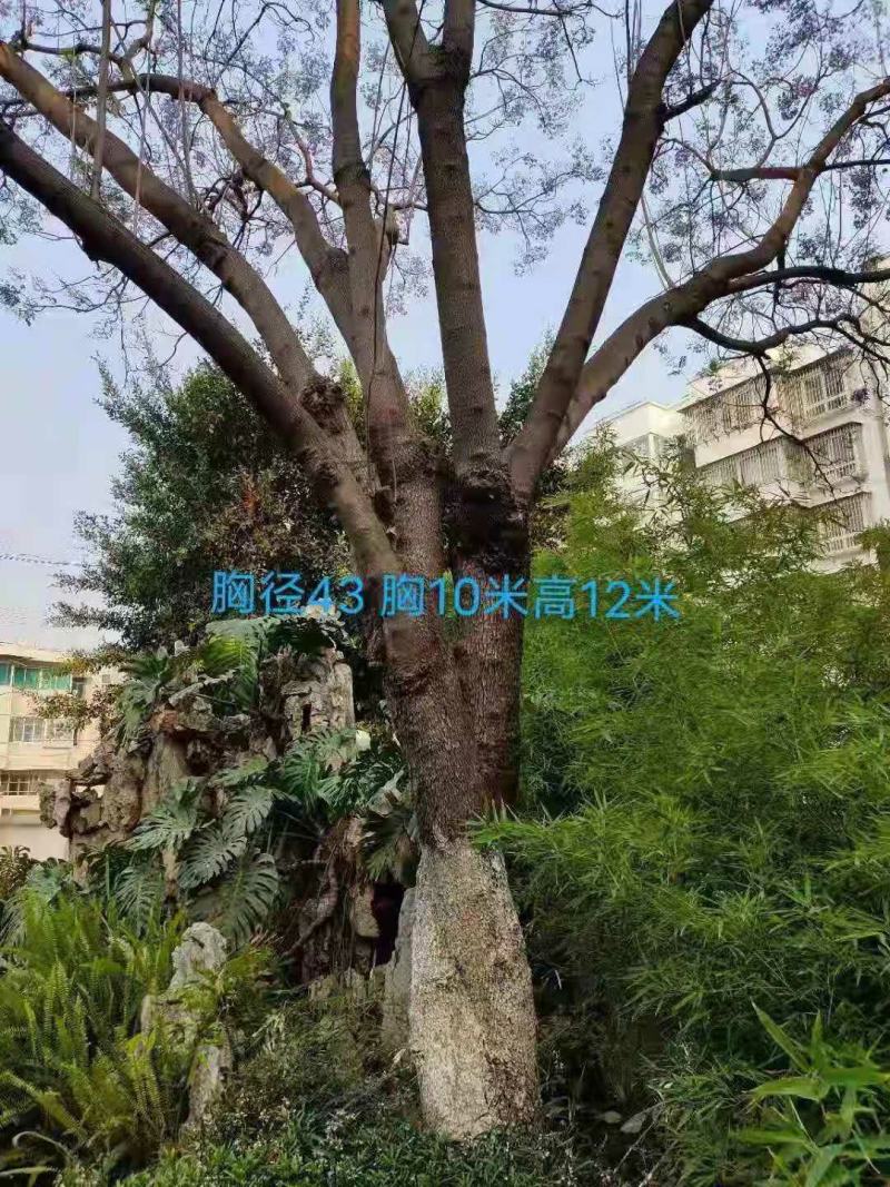 攀枝花~精品~蓝花楹