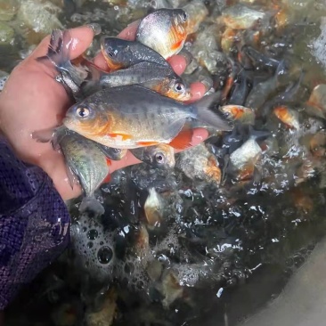 鯧鱼鱼苗大量有货常年供应欢迎全国老板采购