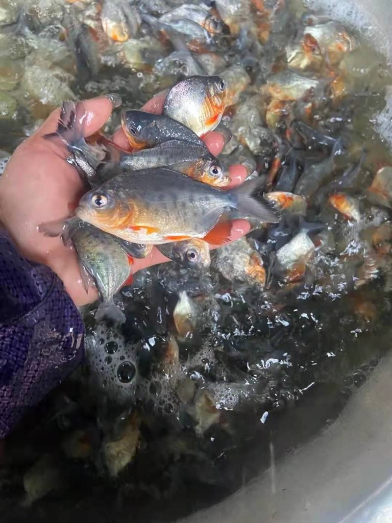 鯧鱼鱼苗大量有货常年供应欢迎全国老板采购
