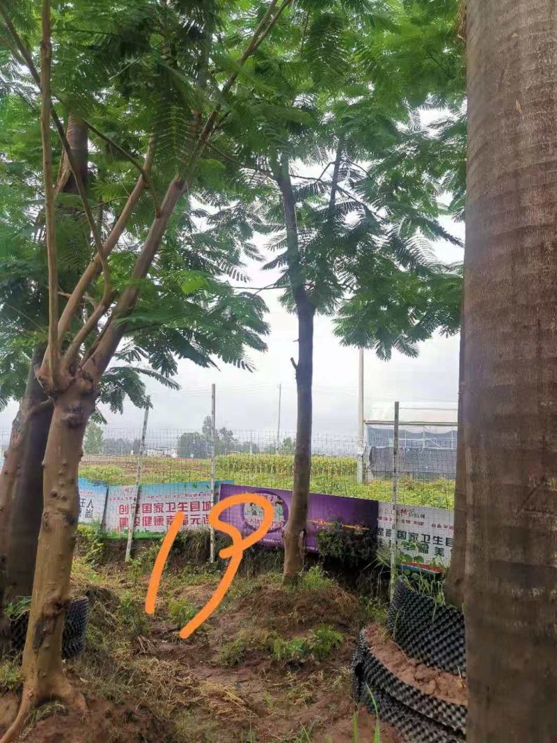 攀枝花~精品~凤凰木