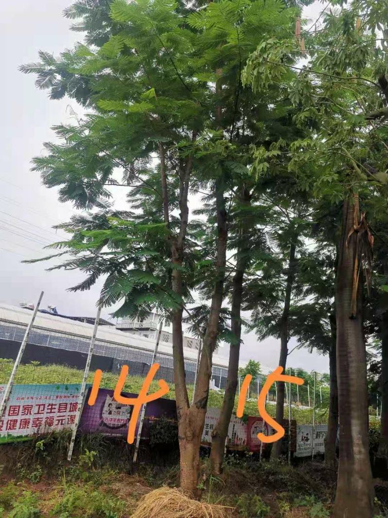 攀枝花~精品~凤凰木