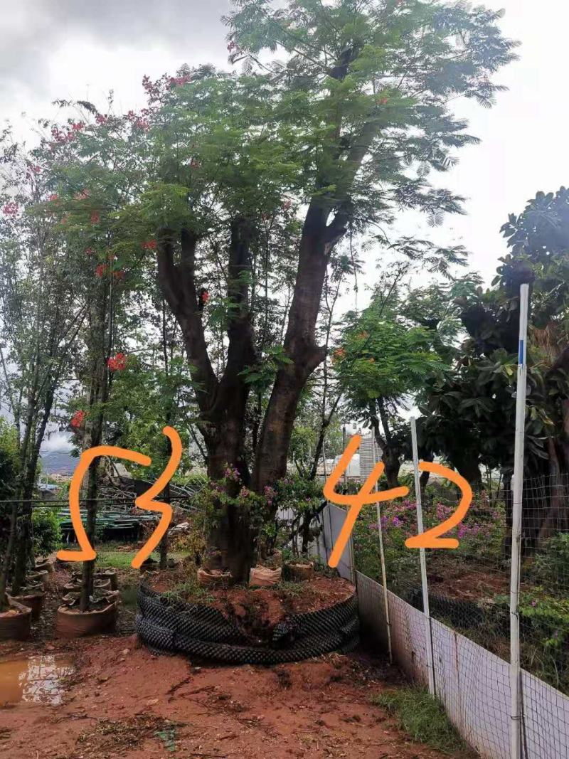 攀枝花~精品~凤凰木