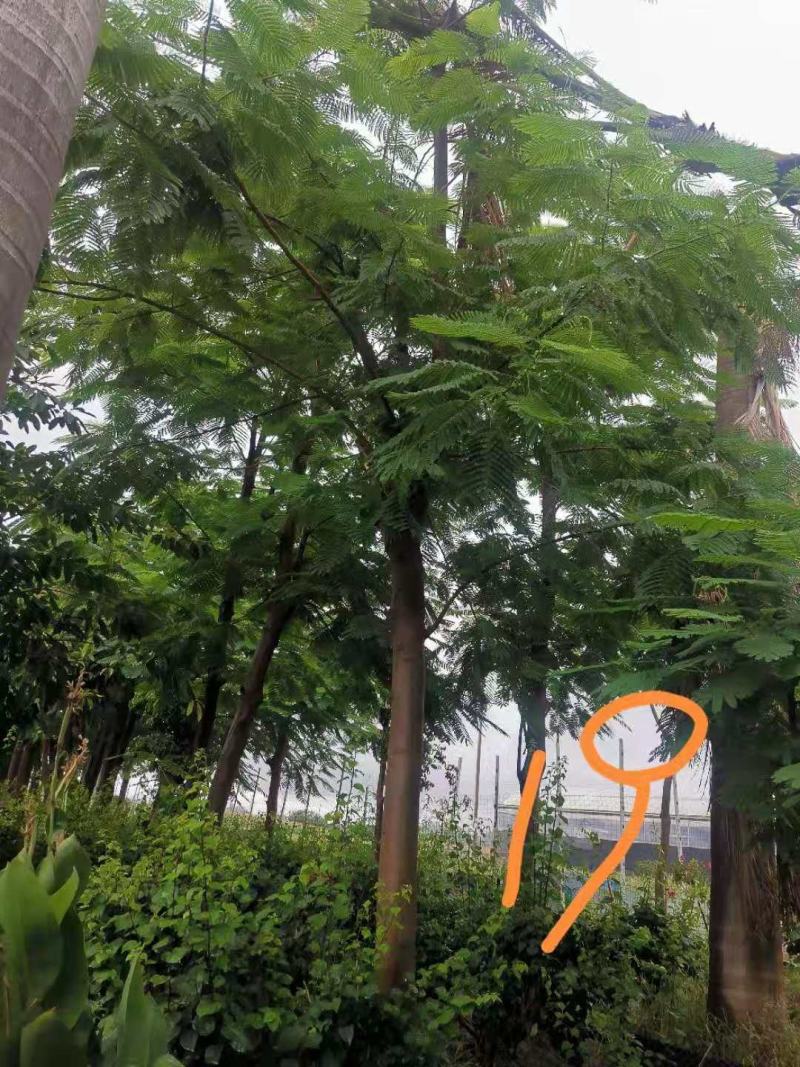 攀枝花~精品~凤凰木