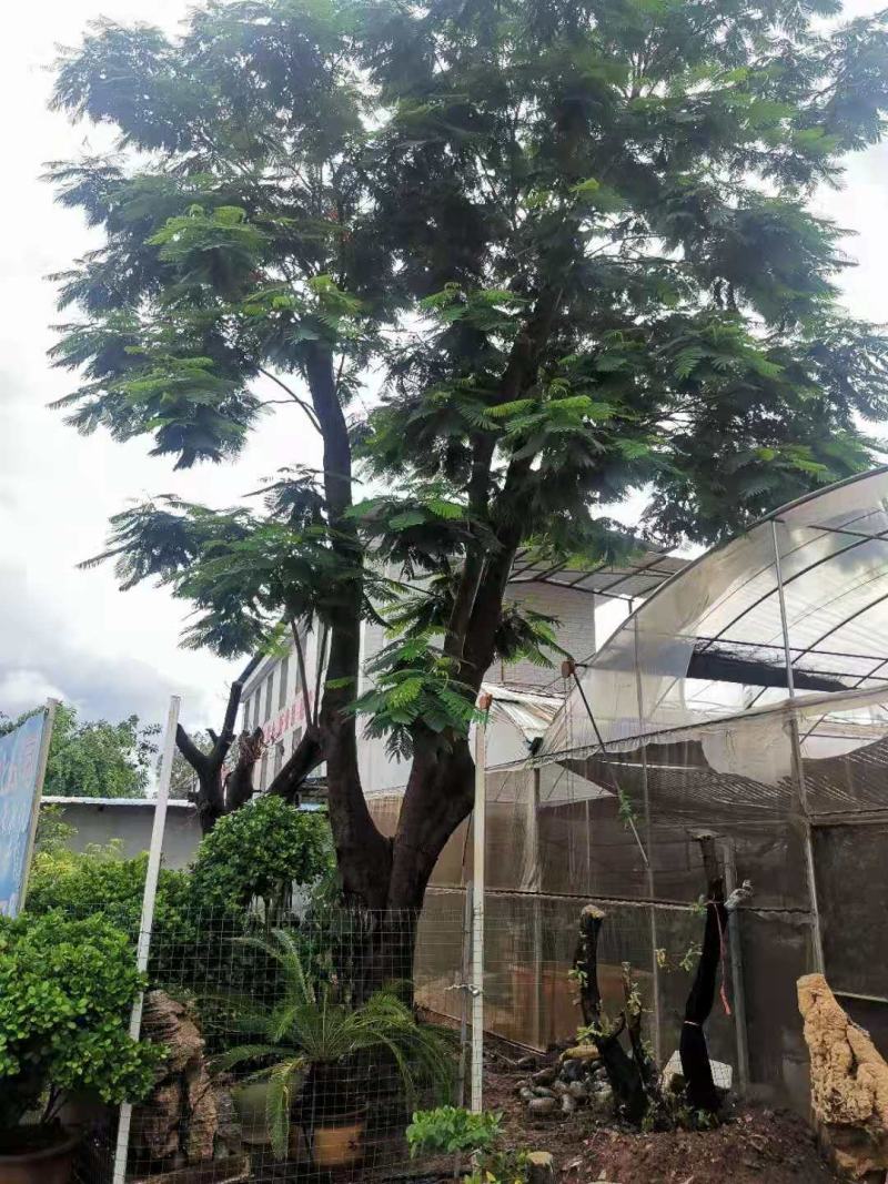攀枝花~精品~凤凰木