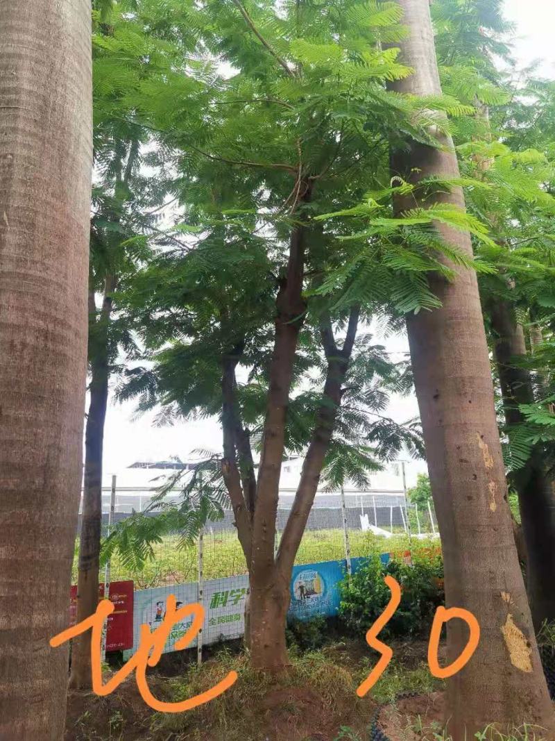 攀枝花~精品~凤凰木