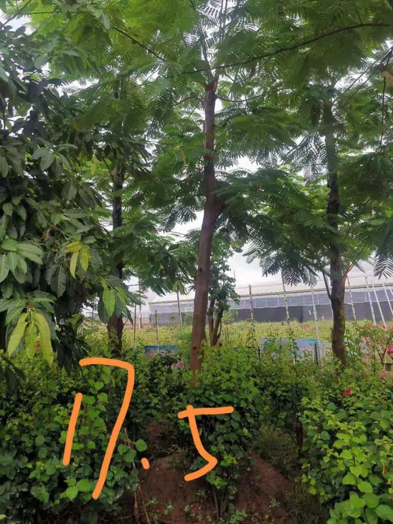 攀枝花~精品~凤凰木