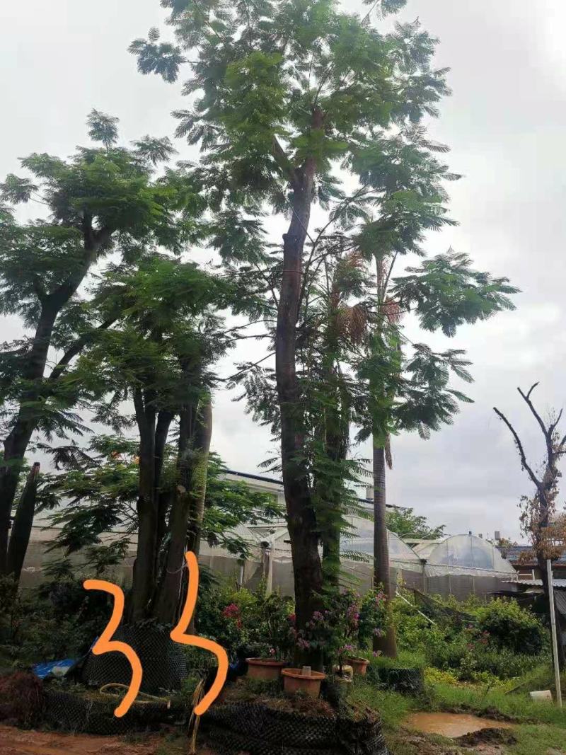 攀枝花~精品~凤凰木