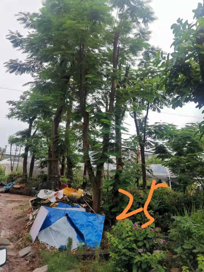 攀枝花~精品~凤凰木