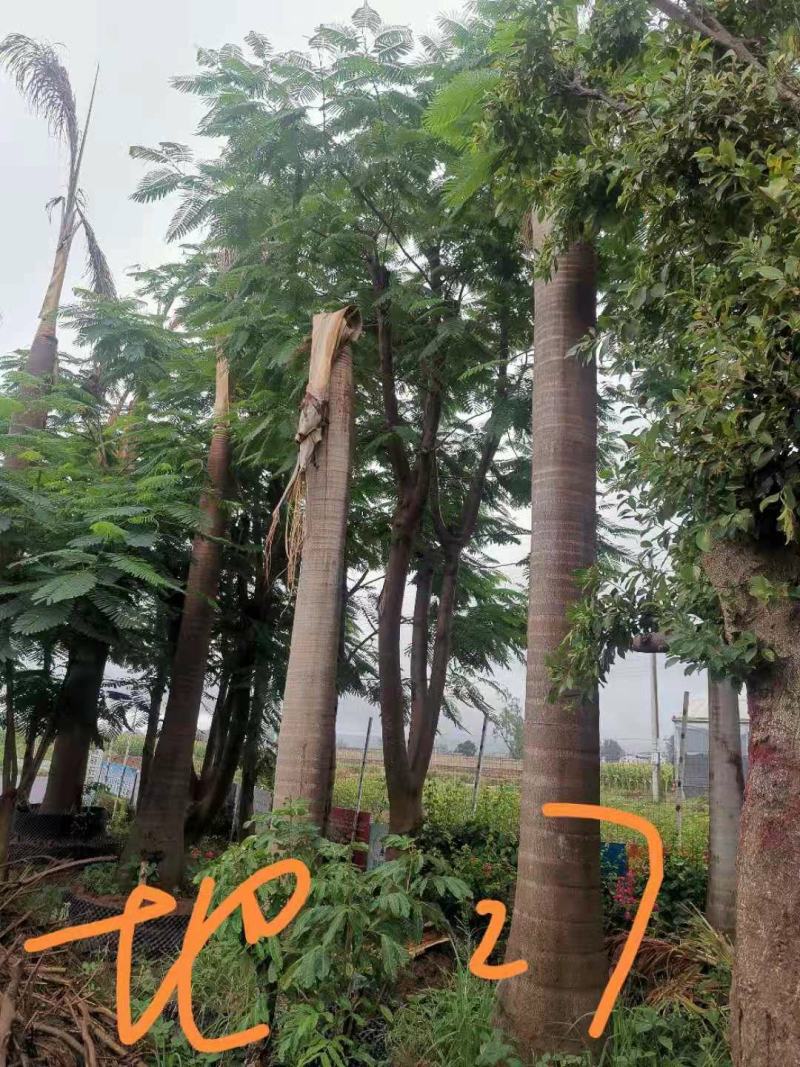 攀枝花~精品~凤凰木