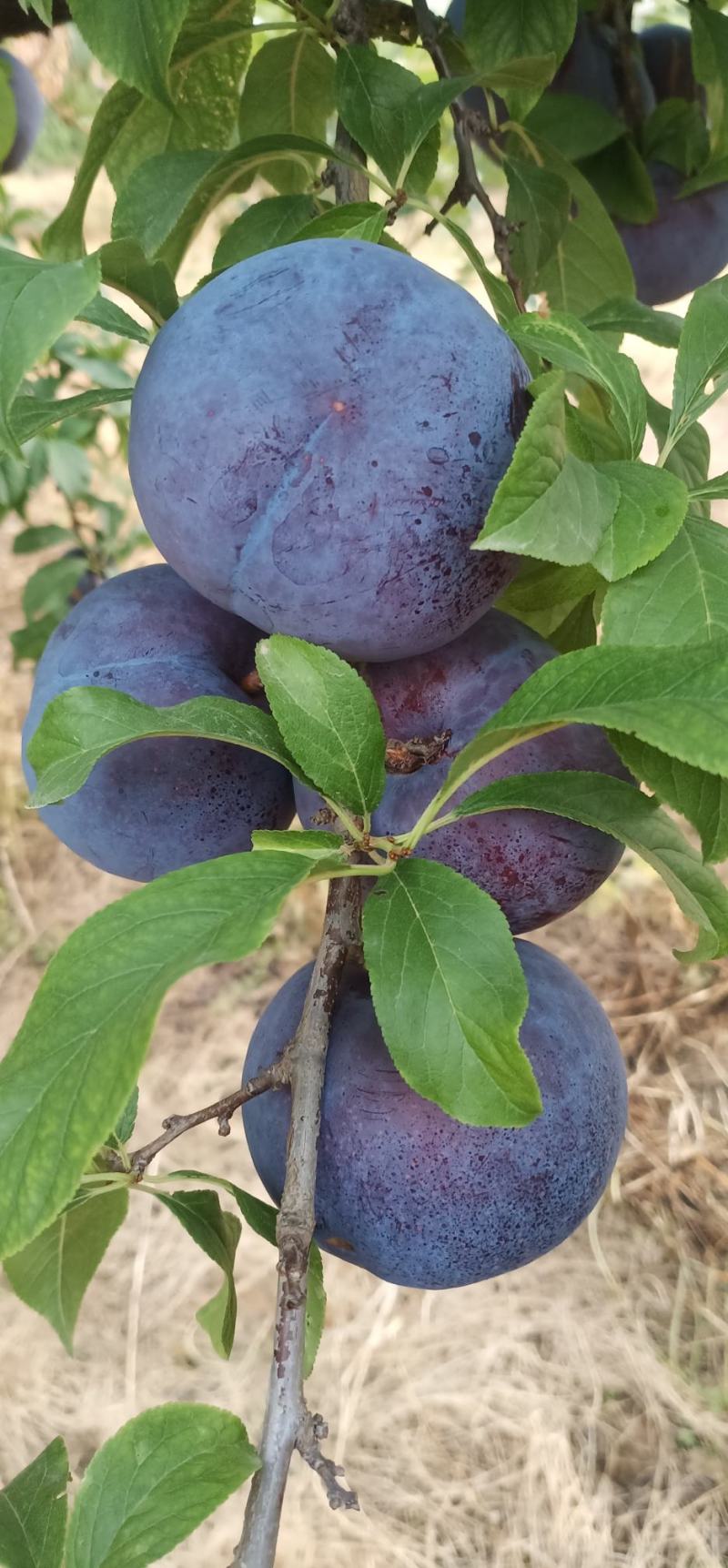 黑虎伯李孑